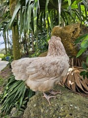 (6) Mauve and Chocolate Ameraucana Hatching Eggs – Possible Mottled Split!