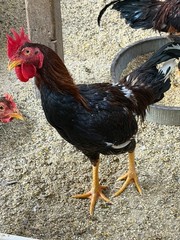 7 FRESH Indio Gigante Hatching Eggs shipped either USPS or 2 Day FedEx