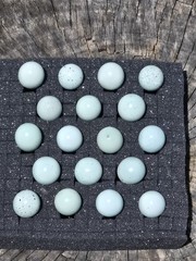 15+ **RARE COLORS** Celadon Blue Coturnix Quail Hatching Eggs