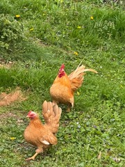 6 + small Show Quality Serama chicken Hatching Eggs