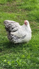 6 English Orpington Hatching Eggs Rare & Unusual Colors*new Pics *