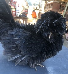 Several Varieties Polish Frizzle Hatching Eggs 15+NPIP