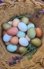 12 Rainbow chicken hatching eggs| Healthy Flock
