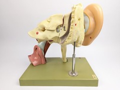 Vtg Somso DS5 Ear Anatomical Model
