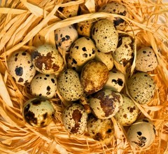 30 Showline Jumbo Coturnix Quail Hatching Eggs – Rare Colors & Premium Genetics