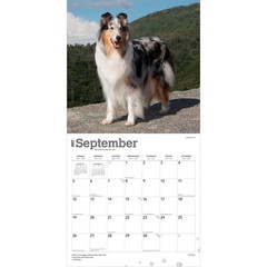 Collies | 2027 12×24″ (Hanging) Monthly Wall Calendar | Plastic-Free