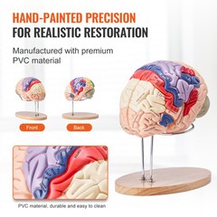 VEVOR Human Brain Model Anatomy Teaching Brain Model 4-Part Labeled 2X Enlarged