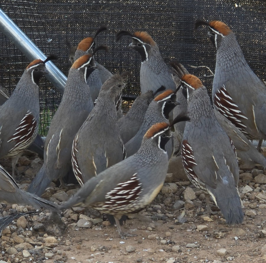 12+ Gambel’s Quail Hatching Eggs