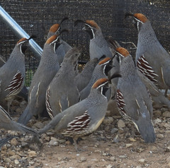 12+ Gambel’s Quail Hatching Eggs