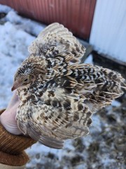 20 RARE Pansy & Sparkly 100% True Blue Celadon Coturnix Quail Hatching Eggs