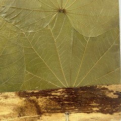Handmade Costa Rica Journal Large 14×11¾ Butterfly Leaf Cover Eco Artisan Book