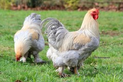 10+ Fertile Chicken Hatching Eggs Brahma Camani Serama Legbar Marans Owlbeard