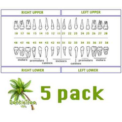 Replacement Teeth Typodont 860 (5 pack) Compatible With Columbia Brand