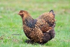 12+ Gold Laced Brahma Fertile Chicken Hatching Eggs Gentle Large Breed