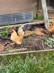 6 + small Show Quality Serama chicken Hatching Eggs