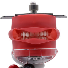 Simple Head Model Dental Simulator Phantom Manikin with Teeth for Dentist Teach