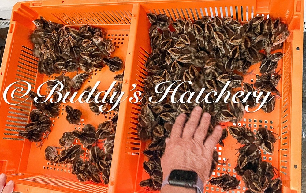 10++Georgia Giant Bobwhite Quail Fertile Hatching Eggs