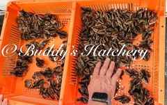 10++Georgia Giant Bobwhite Quail Fertile Hatching Eggs