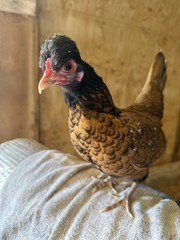 12++ Puerto Rico Imported Kiki Riki Hatching Eggs