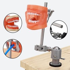 Dental Typodont Mounting Pole & 32 Removable Teeth Model Set – 360° Rotating USA