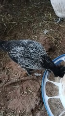 6 Pure Fancy & Rare Cross Chicken Hatching Eggs