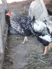 SILVER LACED WYANDOTTE fertile hatching eggs