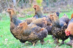 12+ Gold Laced Brahma Fertile Chicken Hatching Eggs Gentle Large Breed