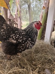 6 Wyandotte silver, black and blue hatching eggs