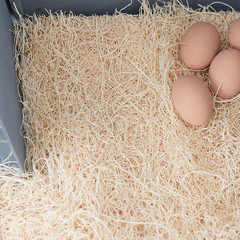 Pecking Order Chicken Nest Box Pads 10 Pack, Made with Great Lakes Aspen Excelsi