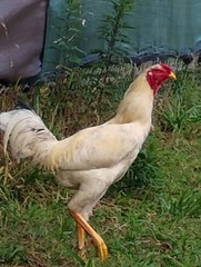 6 super rare pure white Indio gigante hatching eggs. The tallest chicken breed
