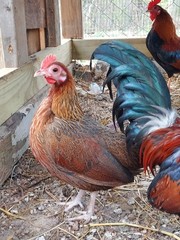 8 Purebred OEGB BB Red Chicken Fertile Hatching Eggs