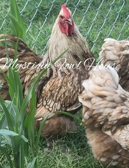 **12 Quality Chocolate Silver lace English Orpington hatching eggs