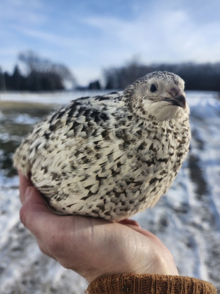 20 RARE Pansy & Sparkly 100% True Blue Celadon Coturnix Quail Hatching Eggs