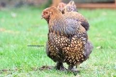 12+ Gold Laced Brahma Fertile Chicken Hatching Eggs Gentle Large Breed
