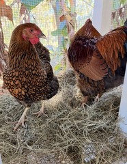 6 Wyandotte silver, black and blue hatching eggs