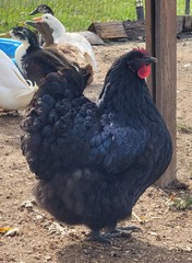 14 Pure English Orpington Hatching Eggs Mauve, SL,Mauve Laced, Choco, Huge Birds