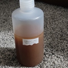 Carolina C30910 Yeast Extract Dextrose YED 350ml. Melt Pour Sterile Science Lab