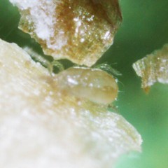NaturesGoodGuys 25,000 Amblyseius Cucumeris Predatory Spider Mite Control