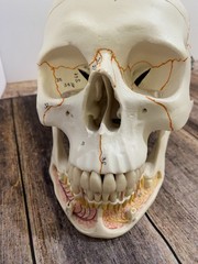 3B Scientific Classic Human Skull Model Opened Detachable Lower Jaw 3 Part