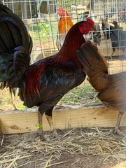8 + Mug, Pumpkin, Blue, Black, RQ cross chicken hatching eggs