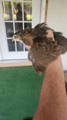 Celedon Courtornix Quail Hatching Eggs 24 Jumbo High Hatch Rate