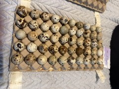 30 Showline Jumbo Coturnix Quail Hatching Eggs – Rare Colors & Premium Genetics