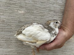 45++ Fertile Jumbo Multi Color Coturnix Quail Hatching Eggs