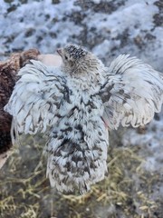 20 RARE Pansy & Sparkly 100% True Blue Celadon Coturnix Quail Hatching Eggs