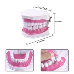 Dental Typodont Teeth Model with Braces Orthodontic Teaching Patient Demo Study