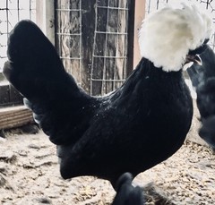 Several Varieties Polish Frizzle Hatching Eggs 15+NPIP