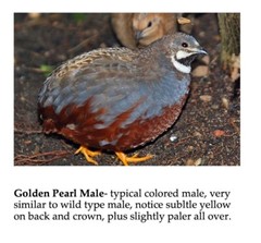 25 BUTTON QUAIL EGGS from 12+ vars ships 2 day FEDEX PLEASE READ Carton Packed