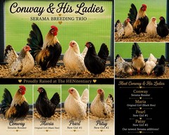 6 Purebred Serama Hatching Eggs | Fresh Fertile Mixed Colors