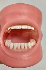 Nissin Dental Model, PRO2002-UL-SP-DPM-OB- Teeth & Gums Made In Japan Kilgore