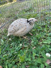 25+ Assorted Coturnix Fertile Quail Hatching Eggs – Variety Of Color